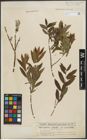 Foto von Salix purpurea L. x Salix viminalis L.